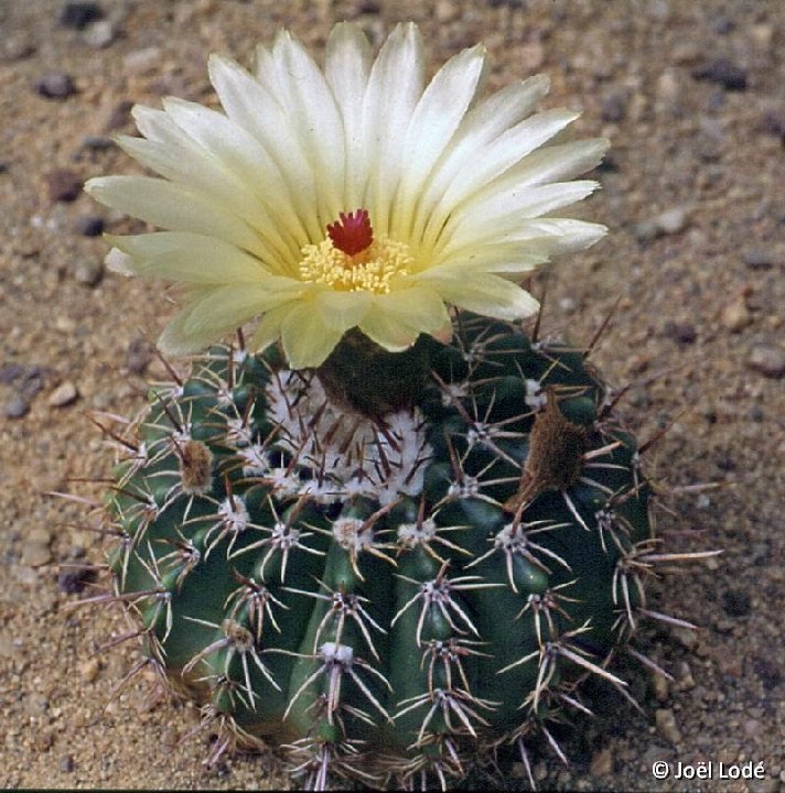 Notocactus allosiphon ©JLcoll.3390